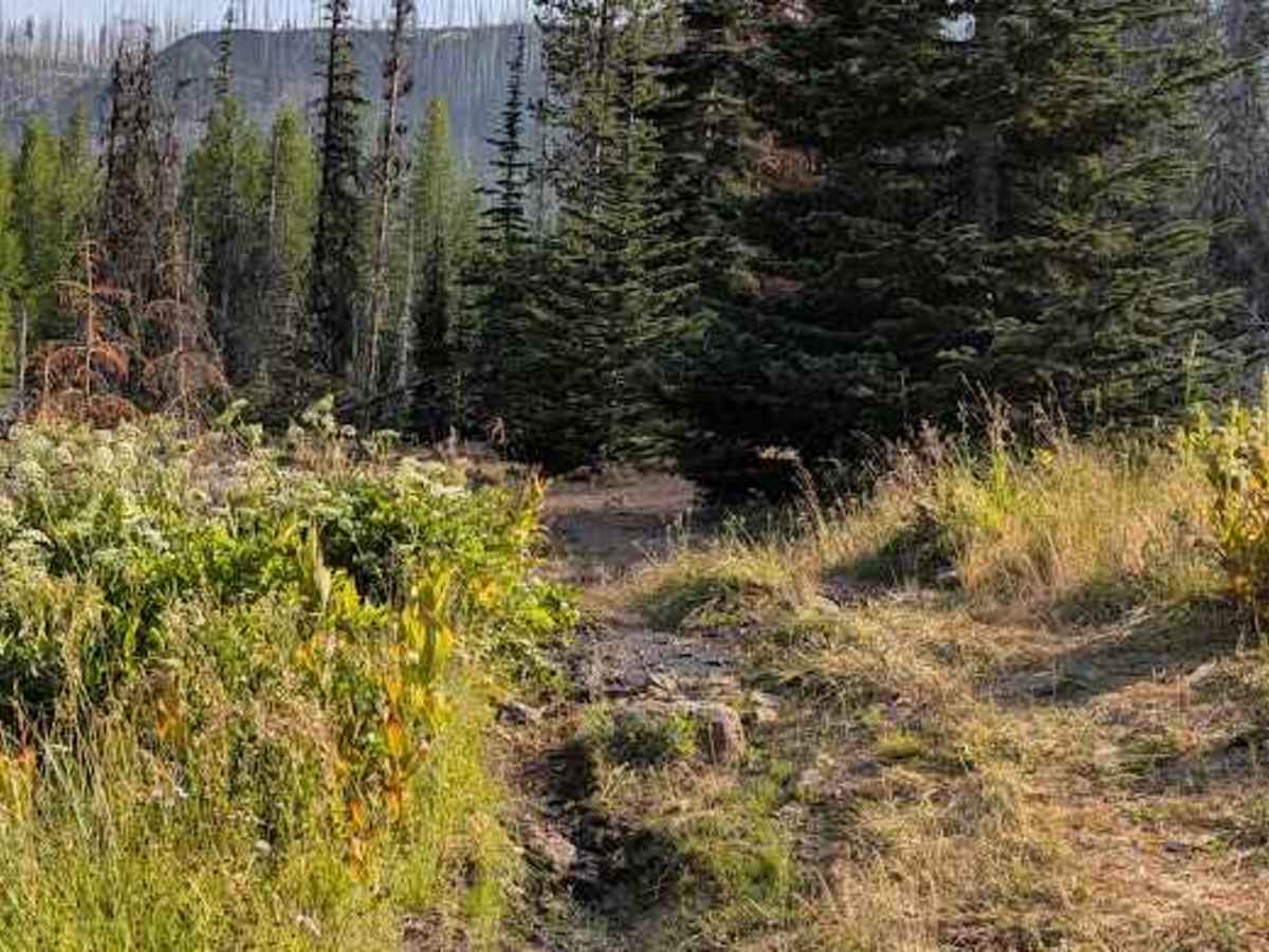 Nealy Creek - FS 4W315 photo 3