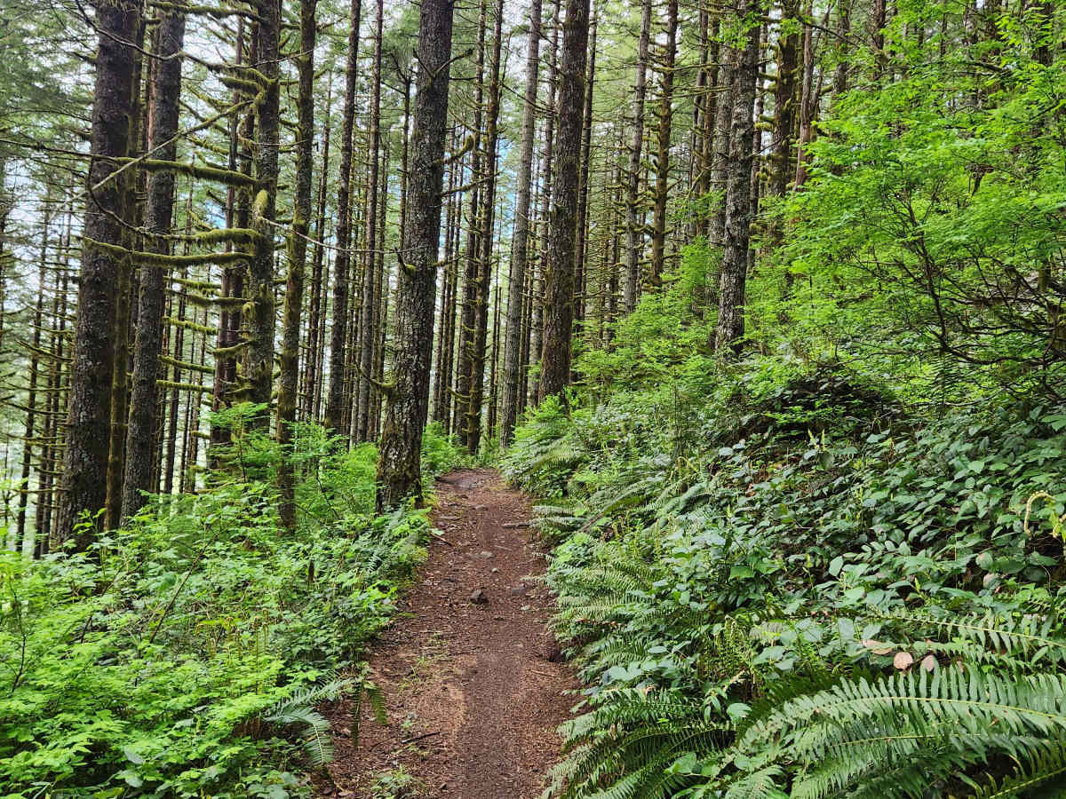 Twin Peaks Trail photo 3
