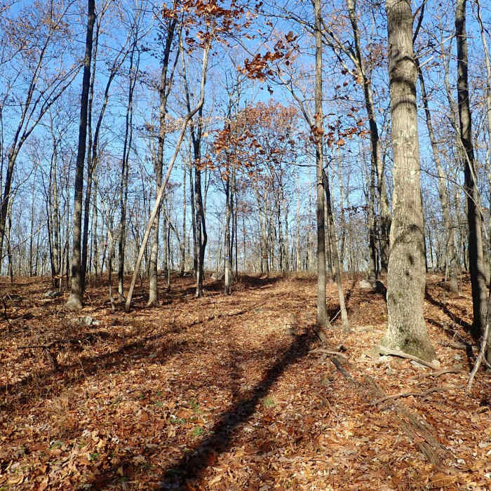 Near Shawangunk Ridge Trail: Huckleberry Ridge Section Near Shawangunk Ridge Trail: Huckleberry Ridge Section