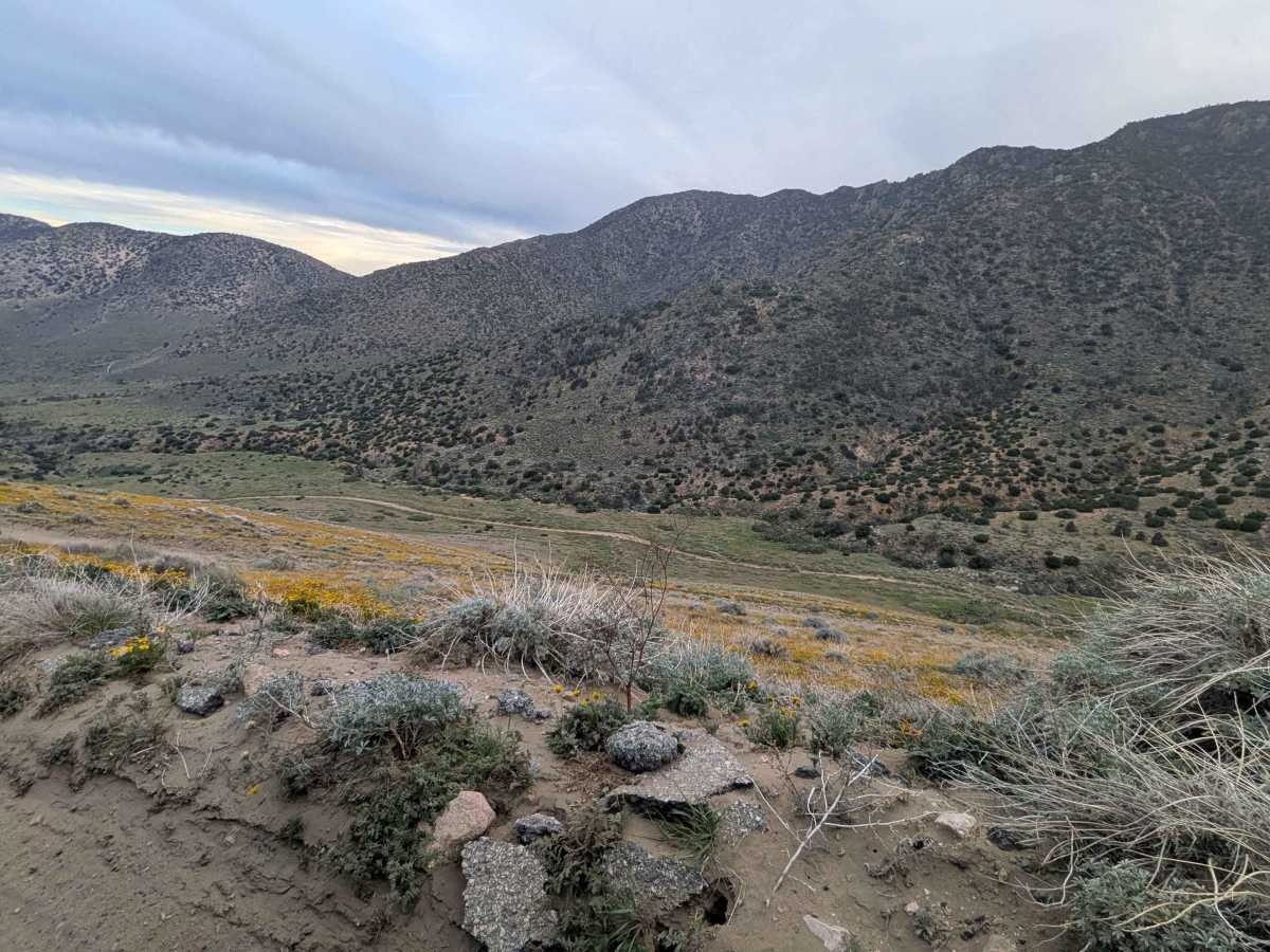 Horse Mountain - FS 27S11 trail photo