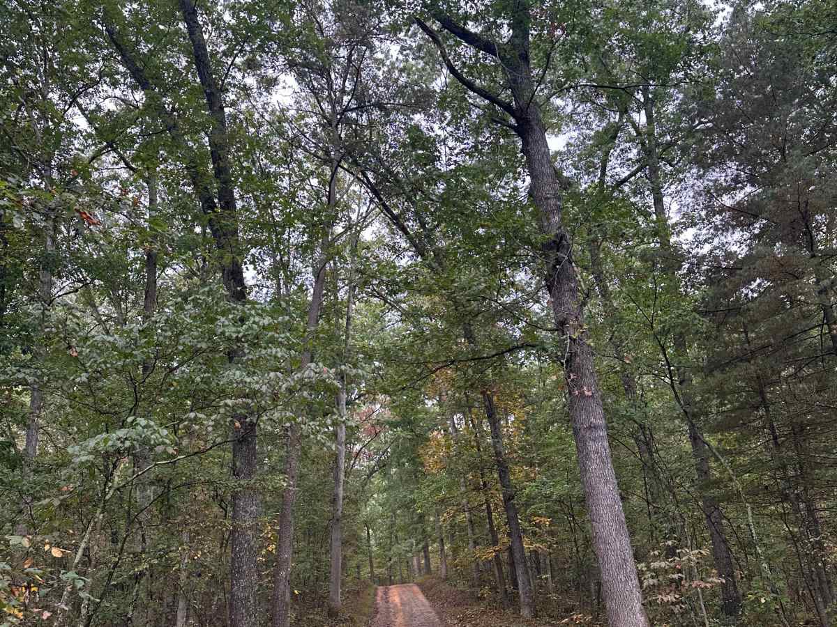 Double Pine  photo 2