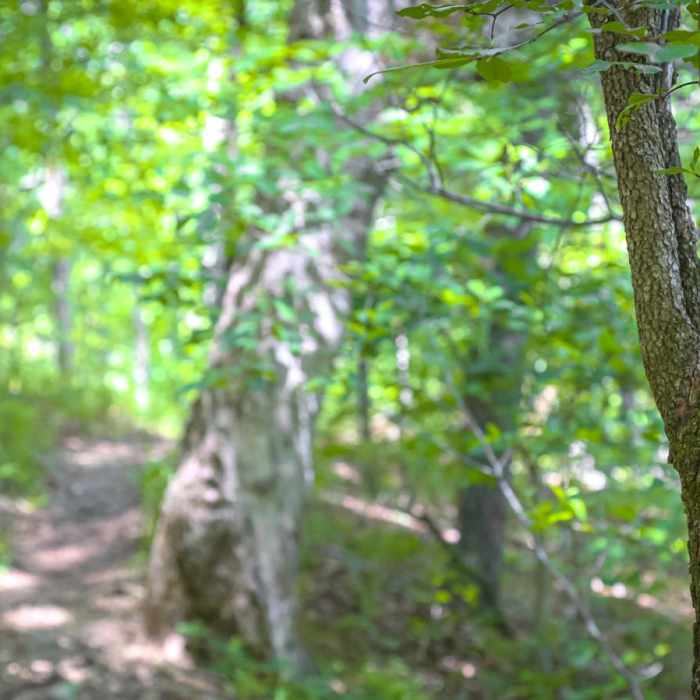 Near Walking Fern Trail Near Walking Fern Trail