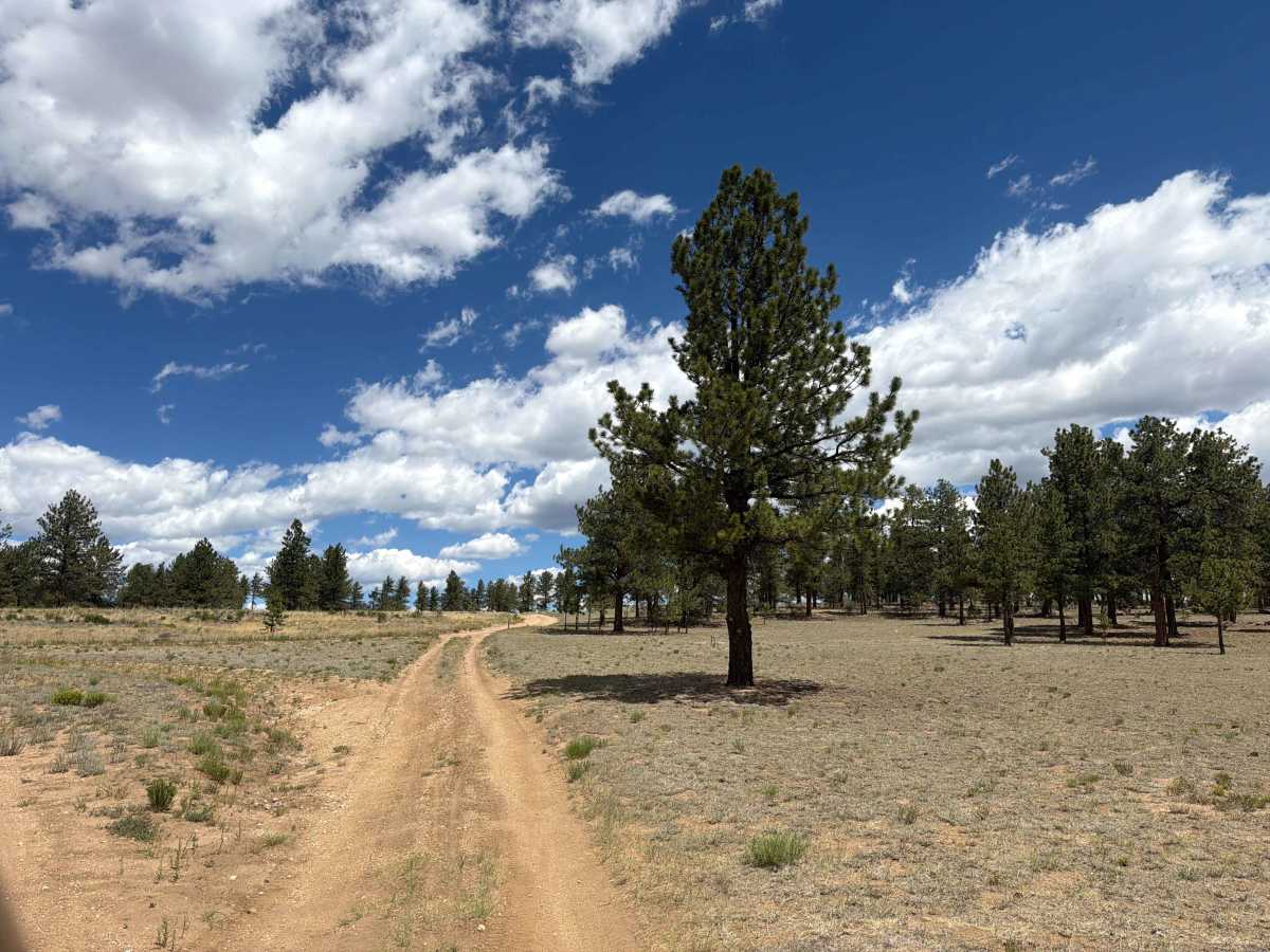 Althea Road - FSR 861A trail photo