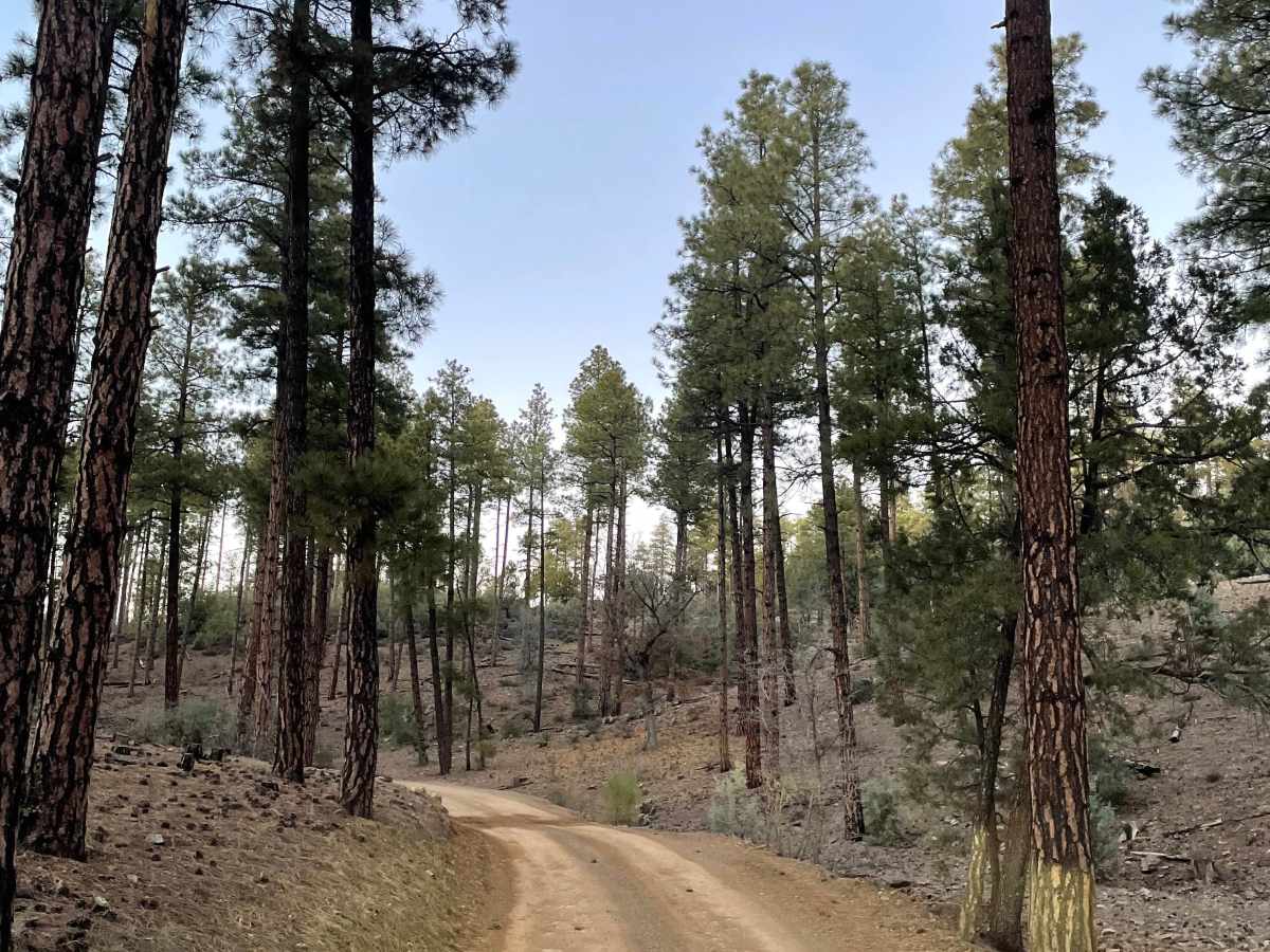 FS 105 trail photo