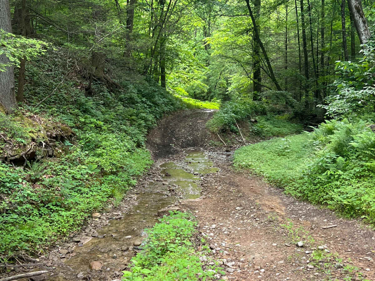 Counterfeit Branch Trail - Q64 photo 6