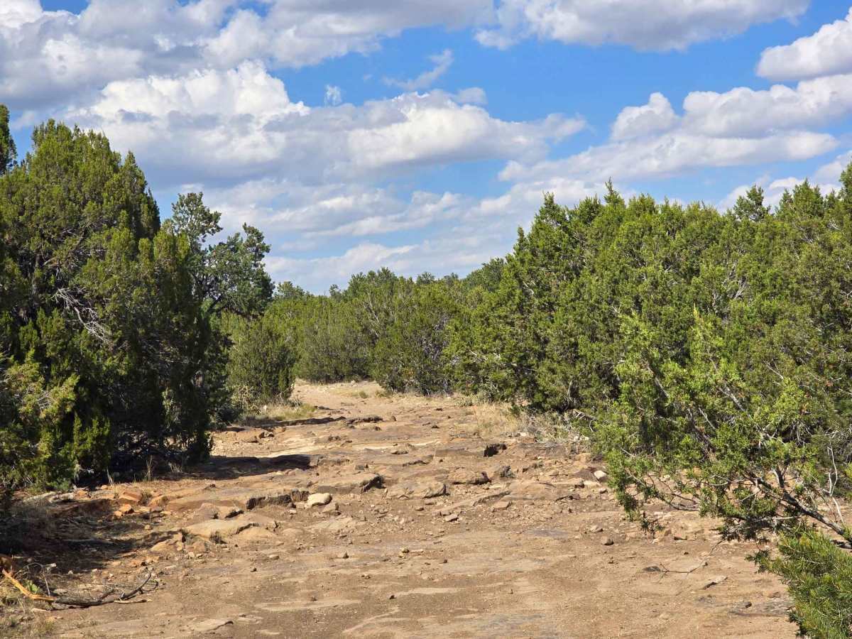 BLM 6101A photo 4