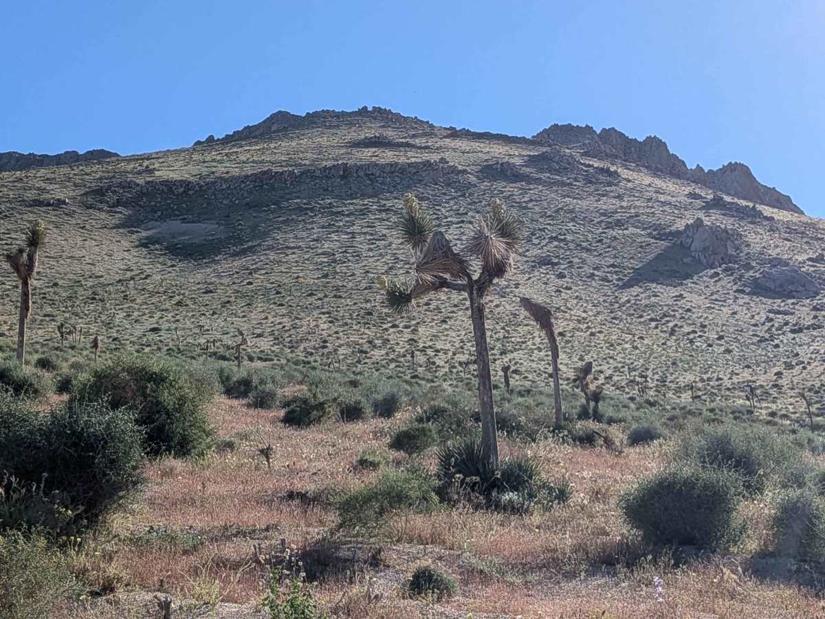 BLM SE143 photo 3