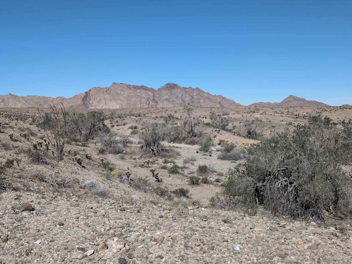 BLM 729 photo 3