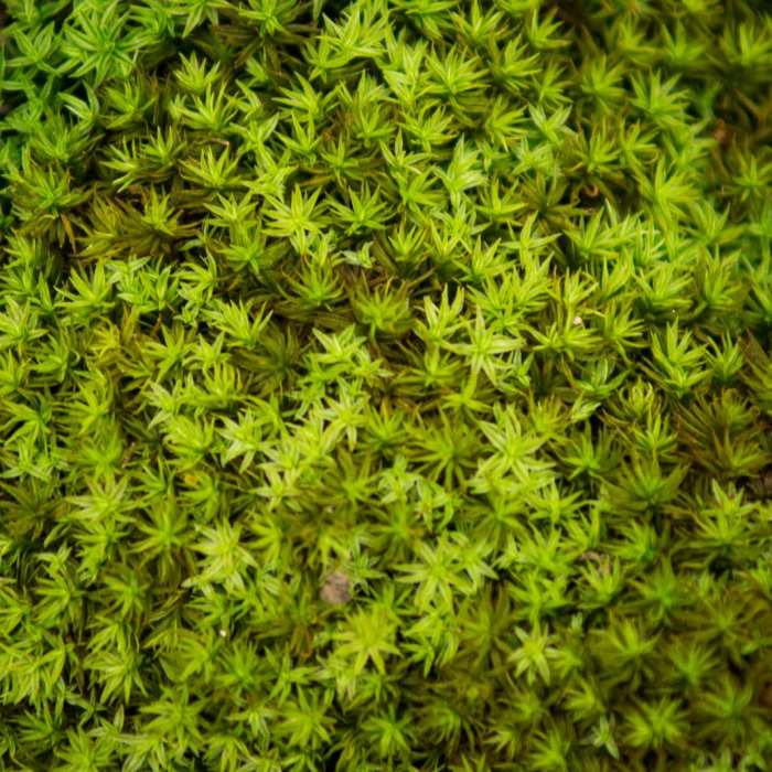 Near Chicot State Park Hiking Trail