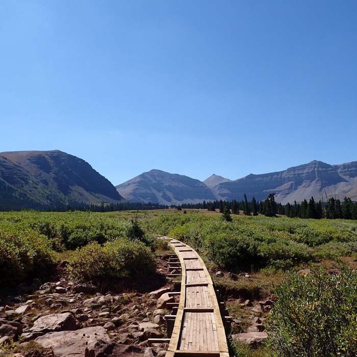 Near Henry's Fork Trail