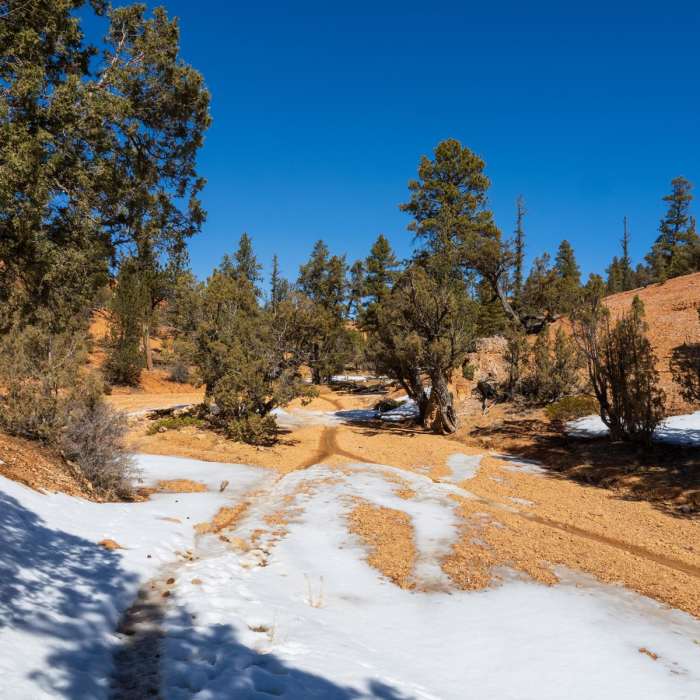 Near Cassidy + Rich Loop