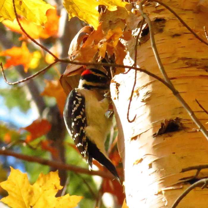 Bald Mountain. Near Bald Mountain/Artists Bluff Loop