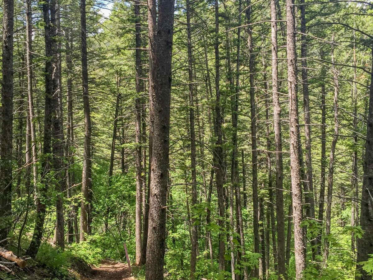 Boundary Trail photo 5