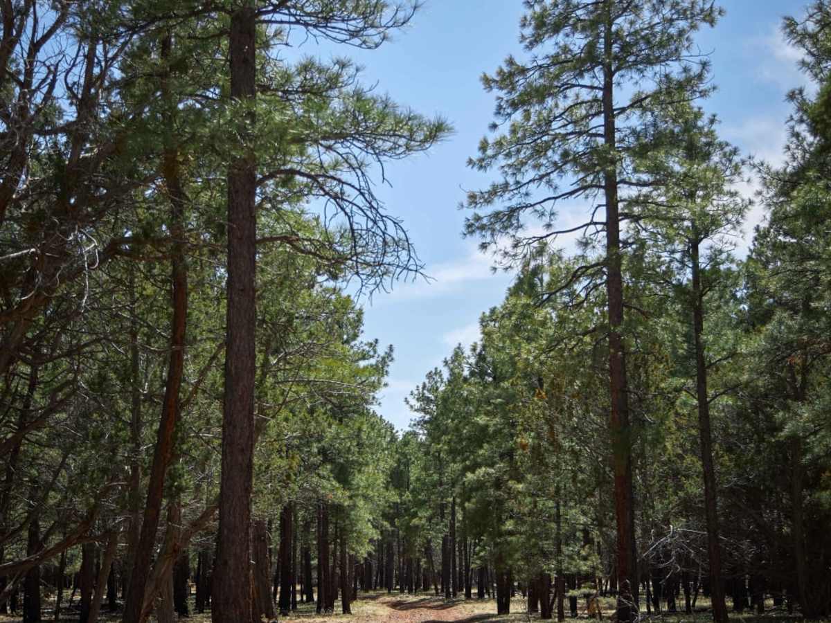 Blue Stem Road trail photo