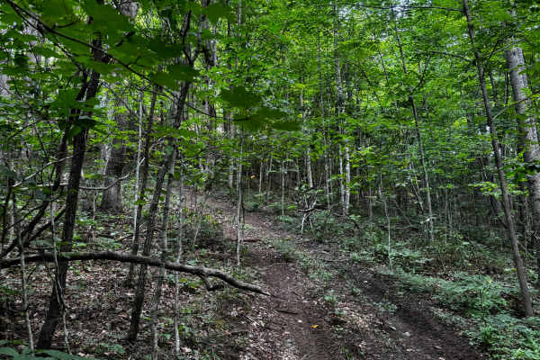 Trail 11B