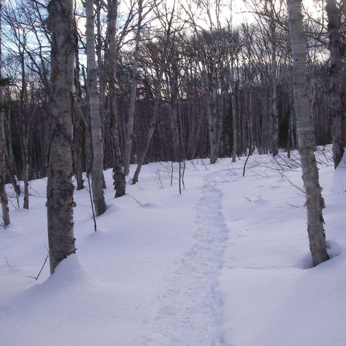 Snowshoe trail D5. Near Snowshoe Route #1