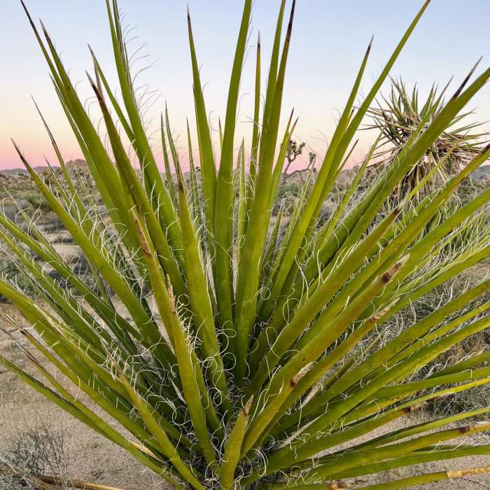 Near Indian Cove to Willow Hole