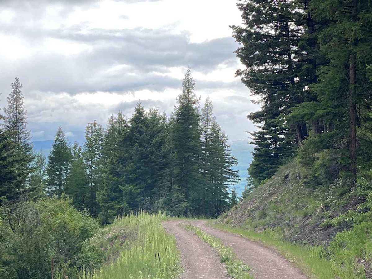 Sawyer Creek Road - FS 685 photo 4