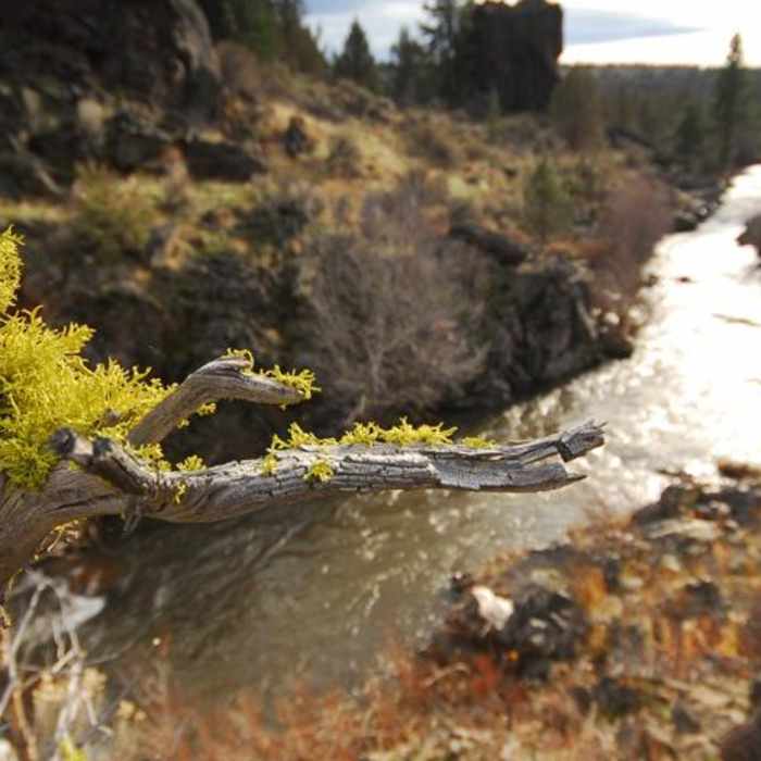 Near Lower Whychus Creek Trail