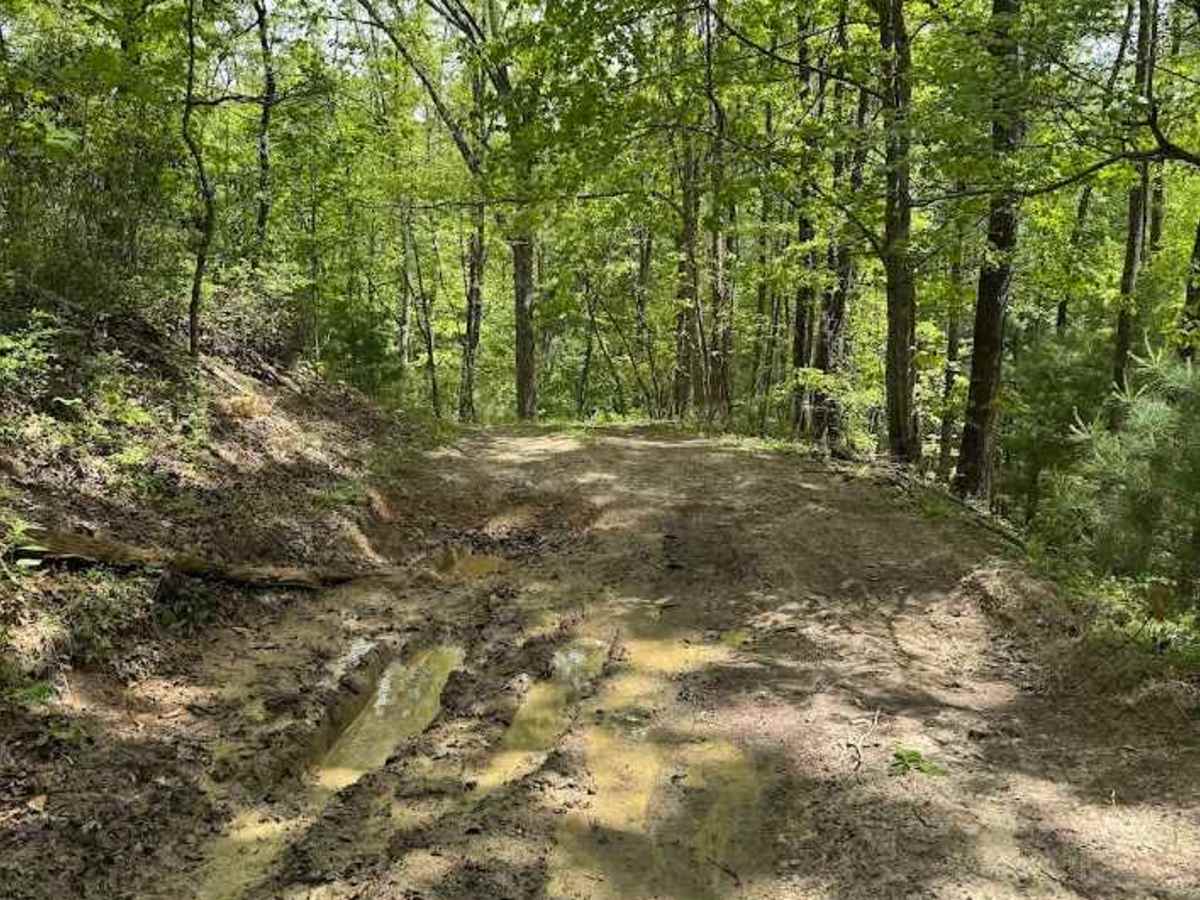 Walker Mountain trail photo