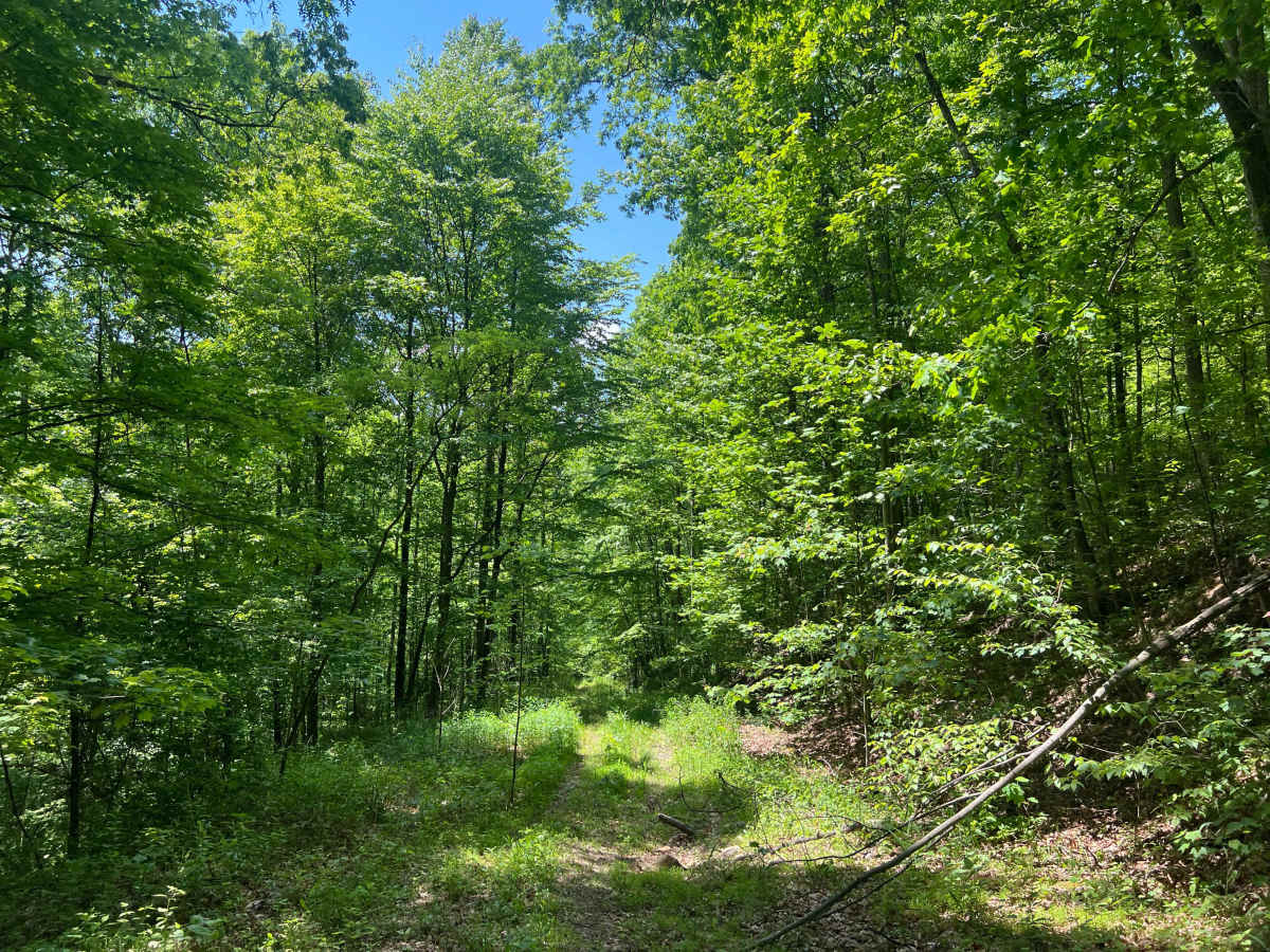 KC21 - Sugar Camp Road photo 4