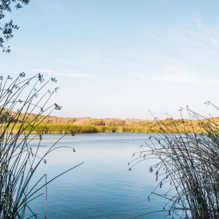 Near Oso Flaco Lake Trail Near Oso Flaco Lake Trail