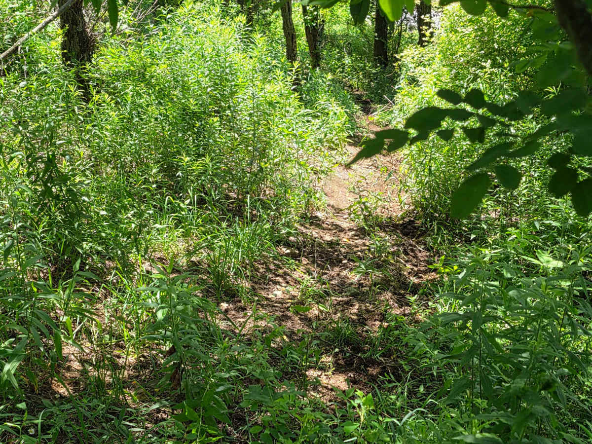 Single Track NA trail photo