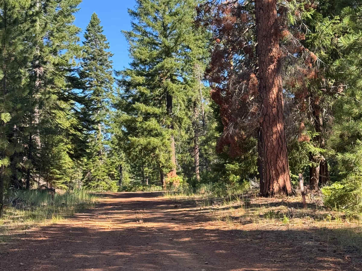 Two Springs - FS 1237 trail photo