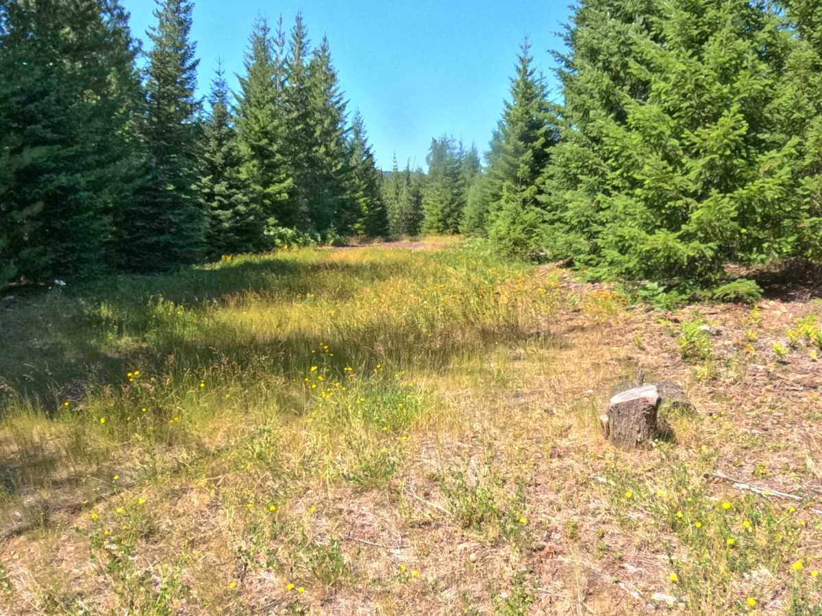 FS 2200171 trail photo