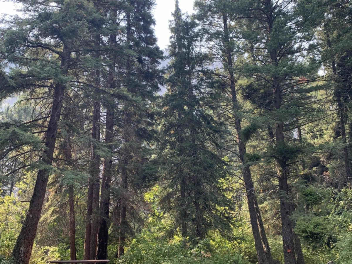 Gold Creek Trail photo 3