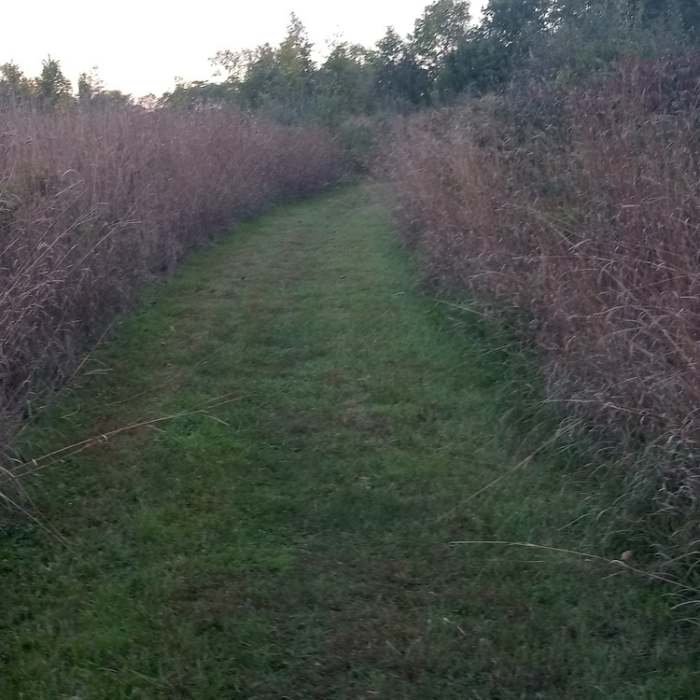 Near Blue Stem Trail