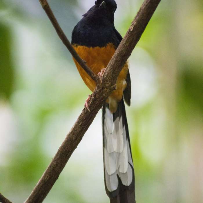 Near Likeke Falls Near Likeke Falls