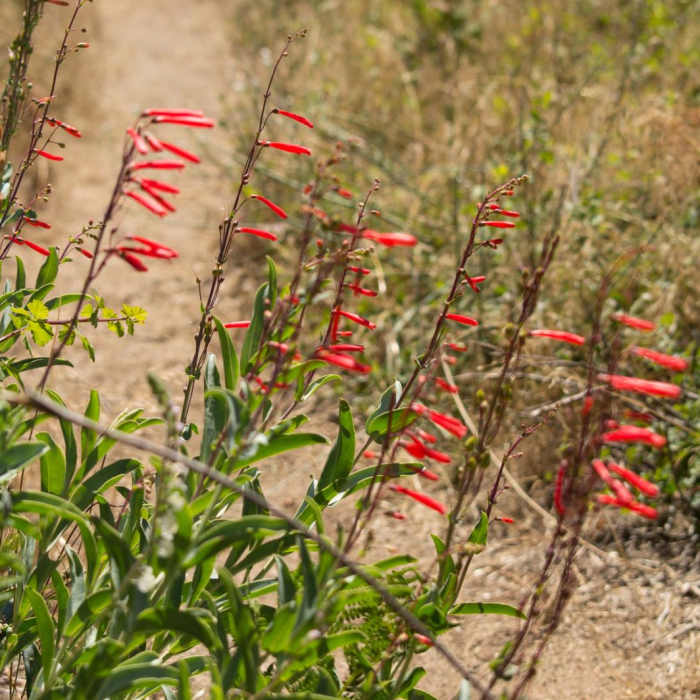 Near Silvercrest Trail