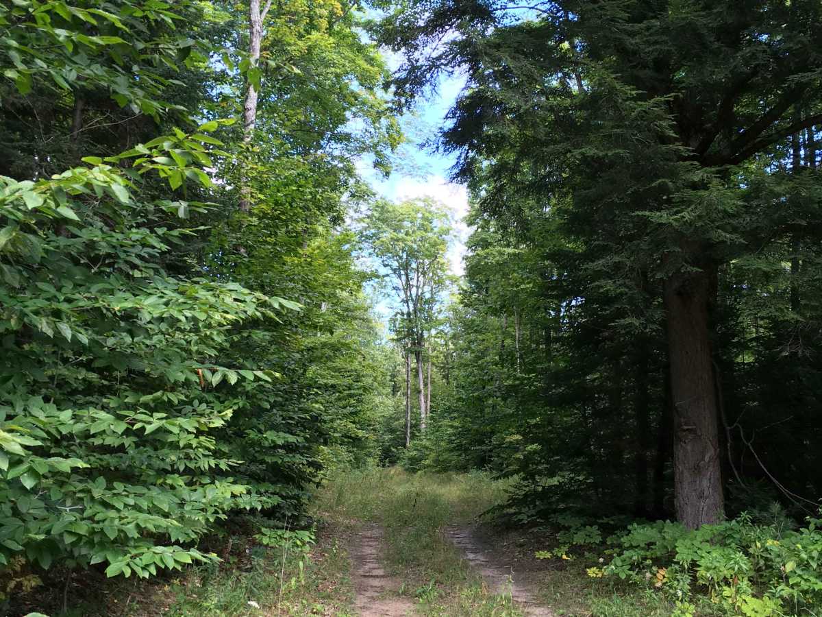 Fern Trail trail photo