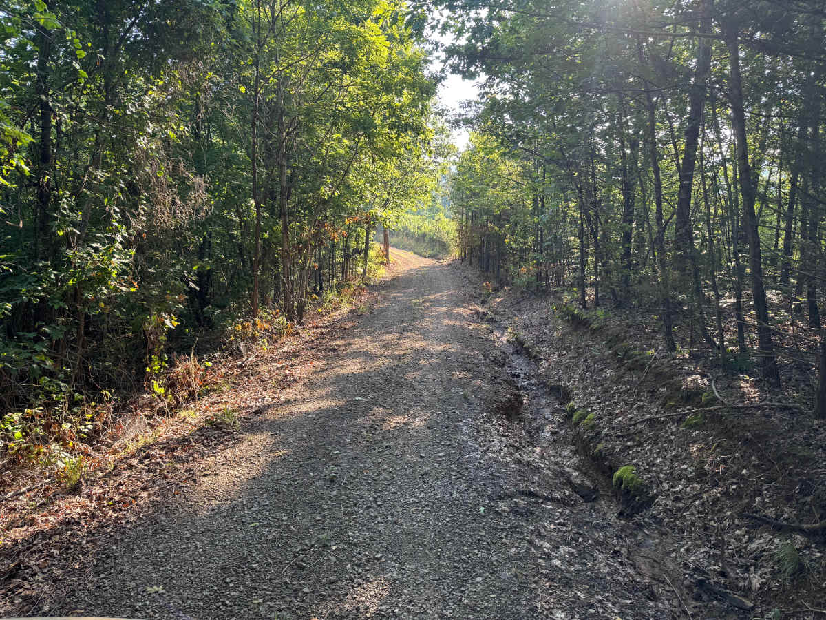 Little Bee Ridge trail photo