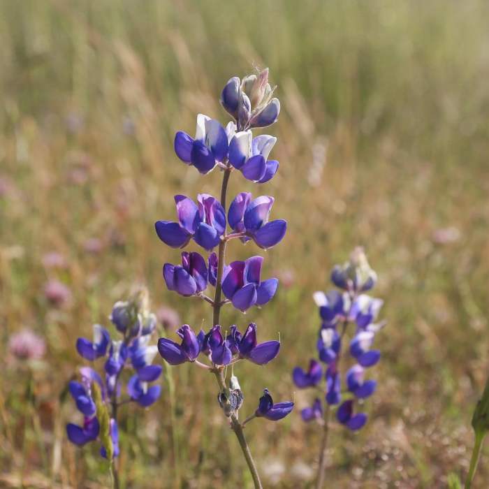 Near Lupine Loop Trail