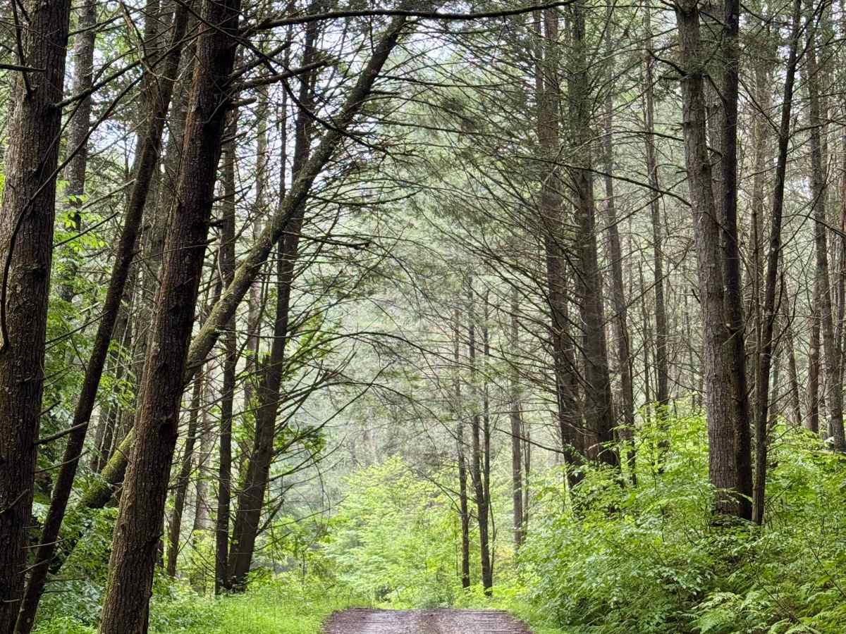 Little Creek Road 16 photo 5