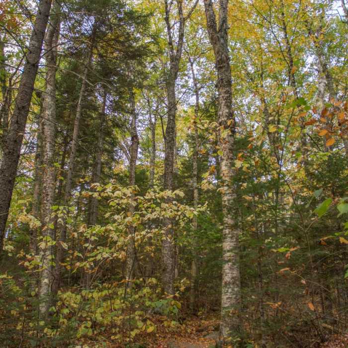 Near Sugarloaf Trail Near Sugarloaf Trail