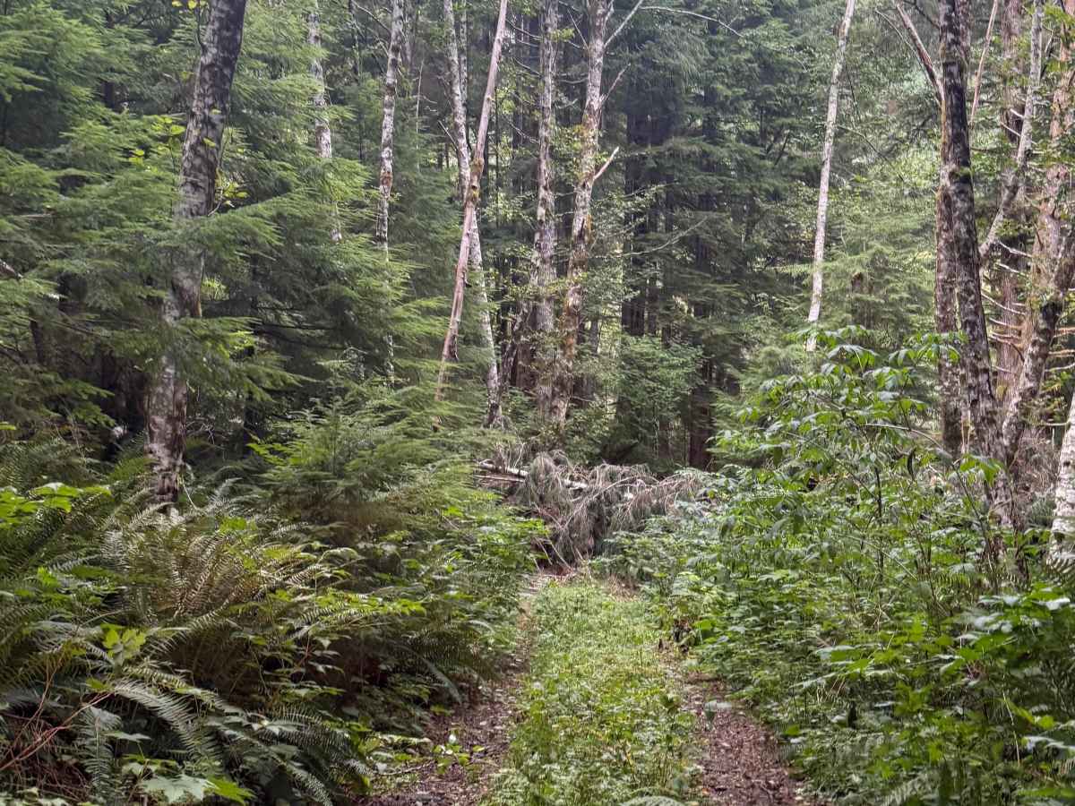 C550 trail photo