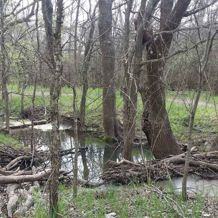 The Wetlands Trail travels over many seasonal creeks and low-lying areas. Near Wetlands Trail