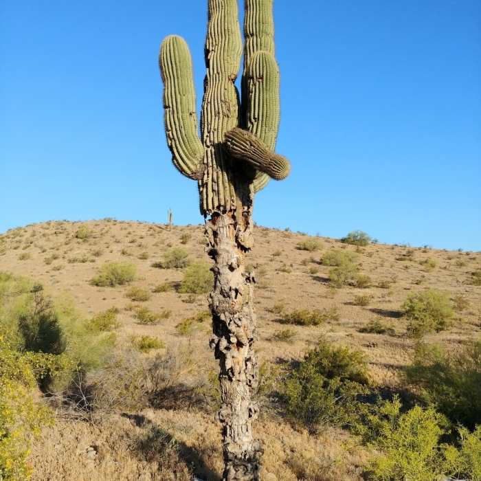 Javelina Canyon Trail is quiet and beautiful. Grand Saguaro cacti are frequent providing homes for the many birds. Near Javelina Canyon Trail
