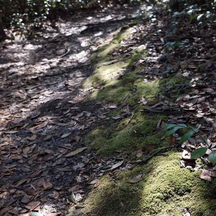 Near Lake Loop Trail