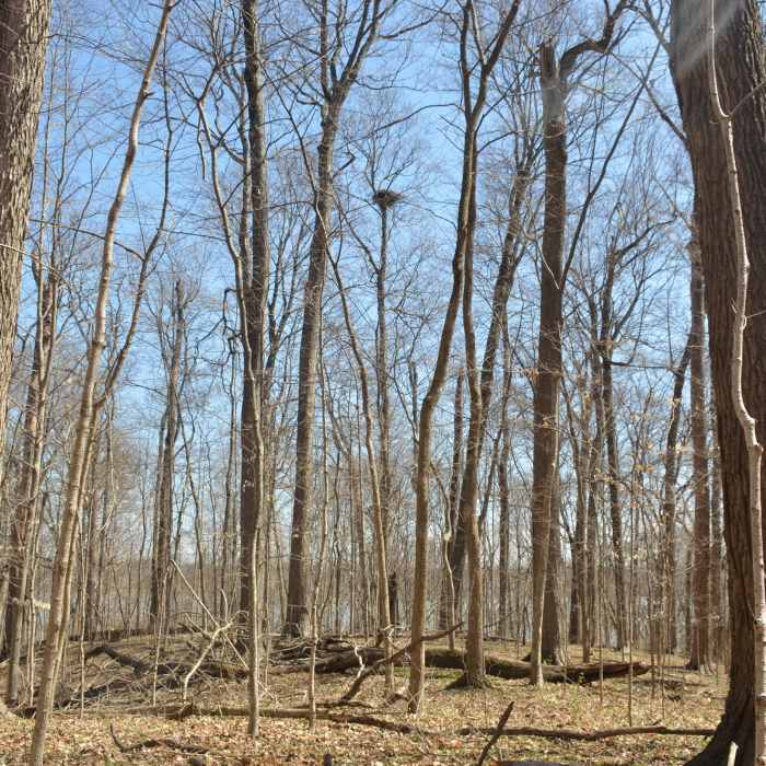 Bald Eagles nest Near Eagle Creek Crest South Short Loop