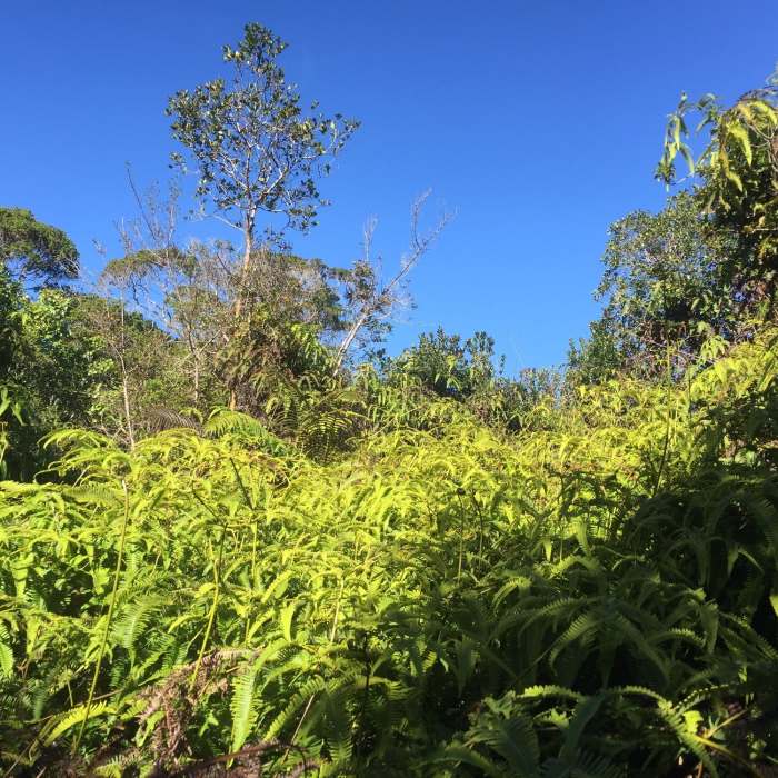 Near Kaluapuhi Trail