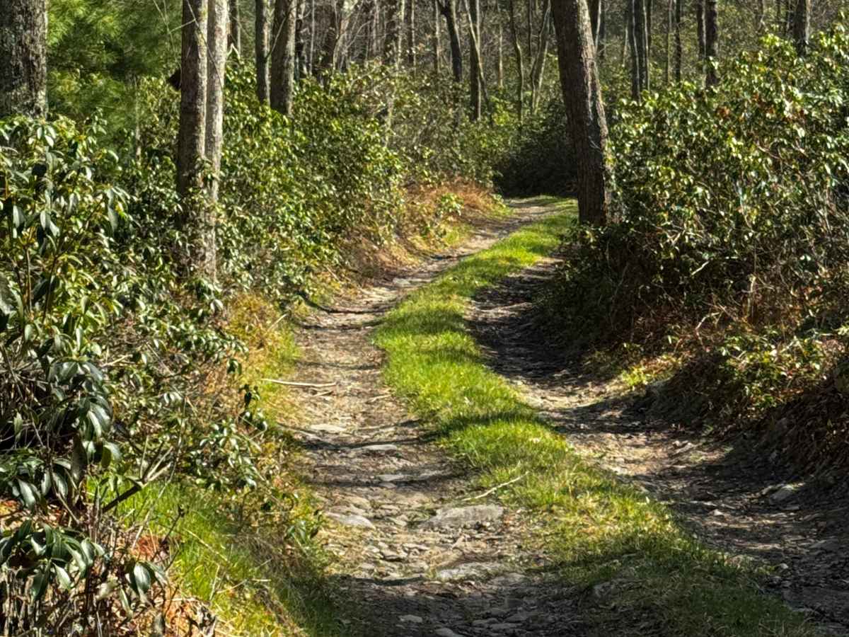 Dishpan Hollow Road trail photo
