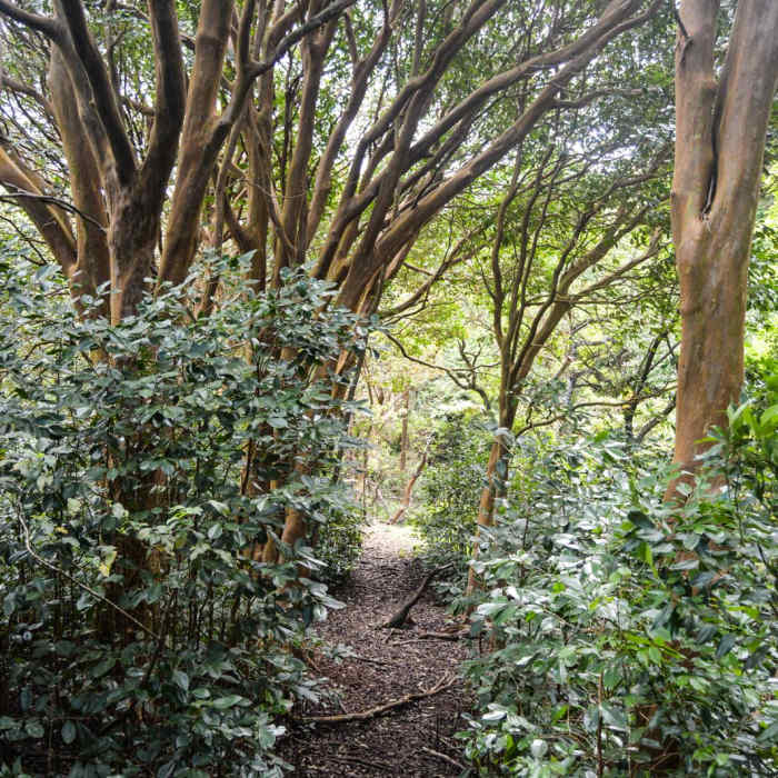 Near Kulana'ahane Trail Near Kulana'ahane Trail