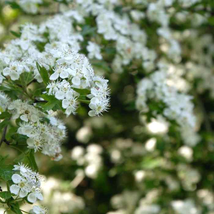 Near Powell Butte Nature Park, Pioneer Orchard Trail