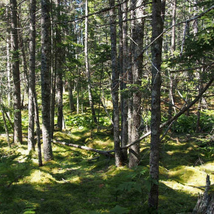 Path through the woods Near Watershed Trail