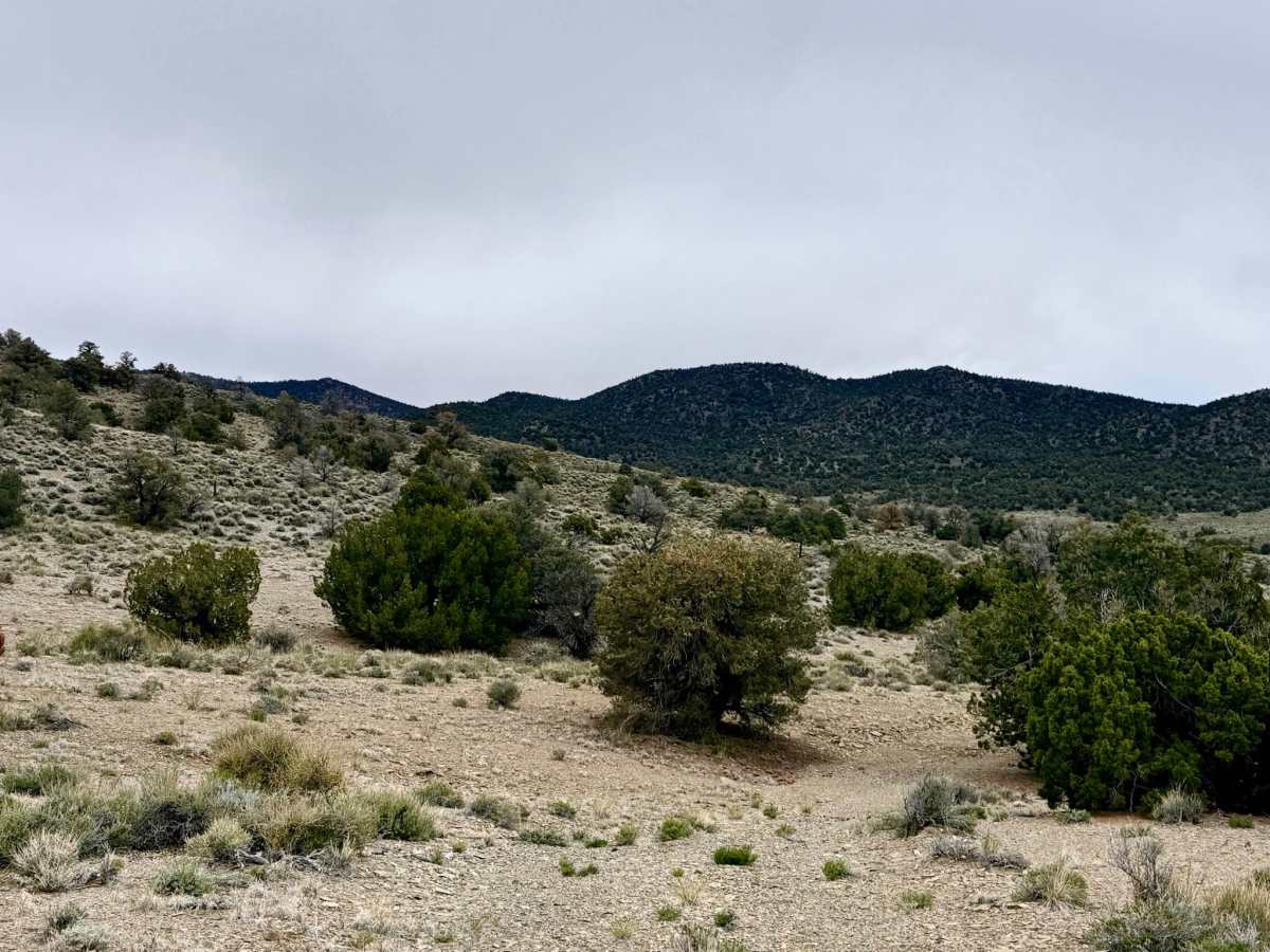 Trails Access Road - FS 44526A photo 5