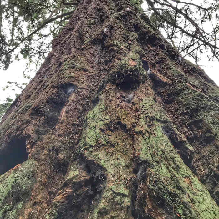 Walking through some of the giant trees along the trail. Near Outside Loop Trail (Blue Loop)